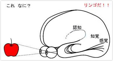 公益社団法人 日本視能訓練士協会 ま目知識３